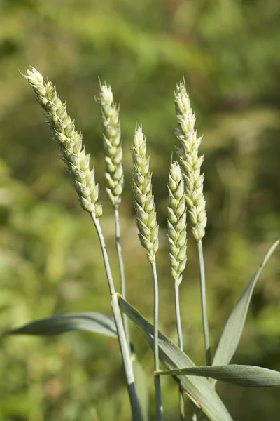 Grön vete spike — Stockfoto