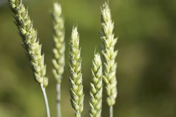 Green wheat spike — Stock Photo, Image