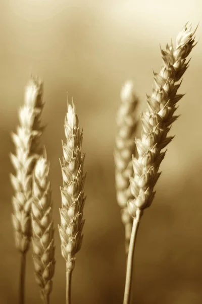 Green wheat spike — Stock Photo, Image