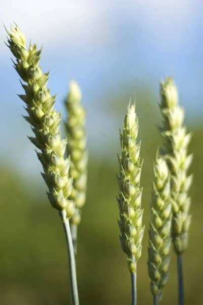 Green wheat spike — Stock Photo, Image