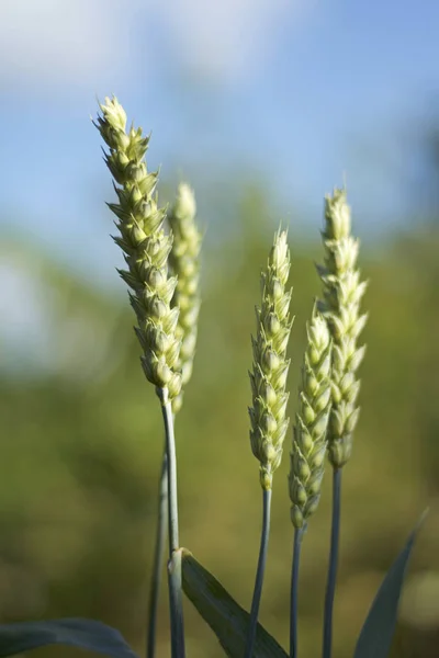 Grön vete spike — Stockfoto