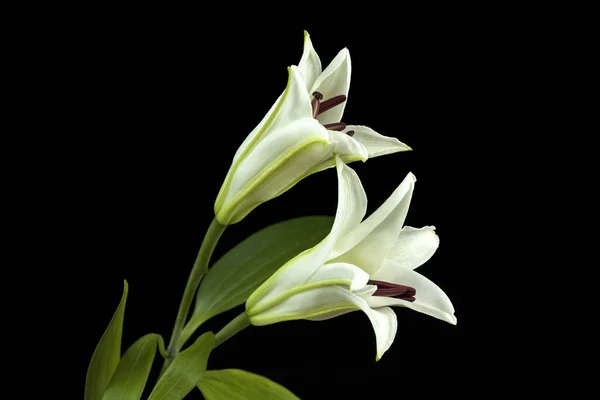 Beautiful white lilies — Stock Photo, Image