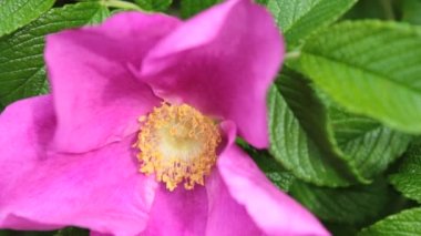 Arı ve tozlaşma. ( Sessiz )