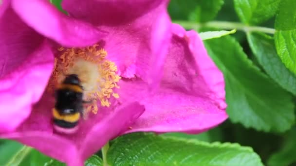 蜂と受粉(サイレント ) — ストック動画