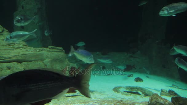 Under sea and tropical big fishes in deep and dark sea — Stock Video
