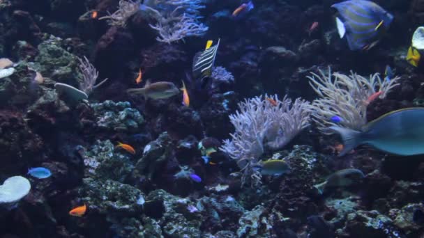 Színes halak a víz alatti úszás — Stock videók