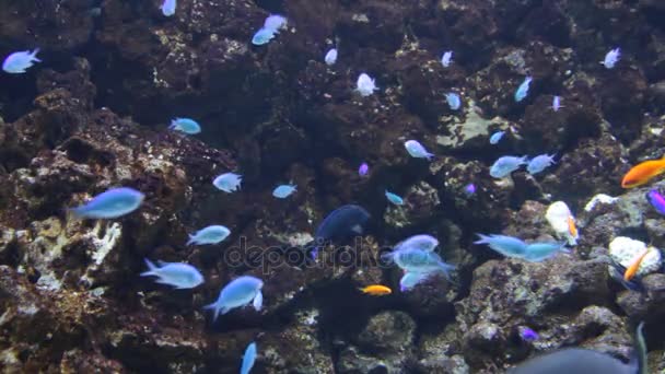 Pesci tropicali nuotano sott'acqua — Video Stock
