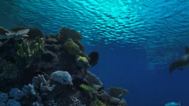 Peces tropicales nadando bajo el agua — Vídeos de Stock