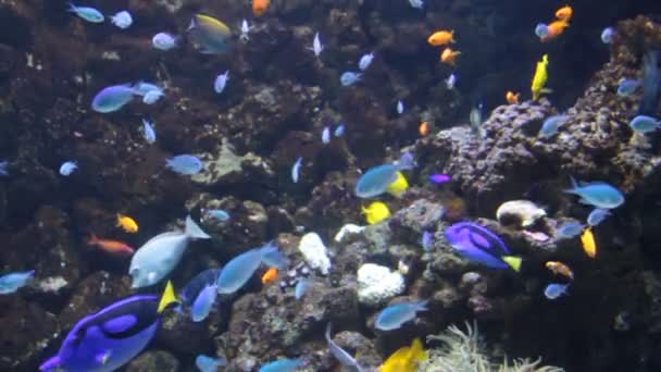 Pesci tropicali nuotano sott'acqua — Video Stock