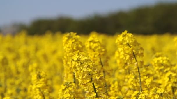 Canola fields or rapeseed plant — Stock Video