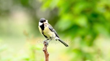 Yeşil tırtıl Gaga ile dal büyük baştankara