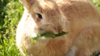 şirin kahverengi tavşan . 