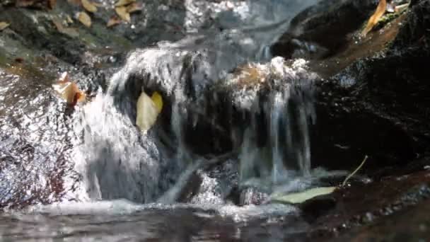 Green Rivulet in forest — Stock Video