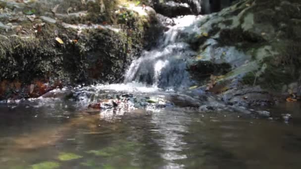 Rivulette verte en forêt — Video