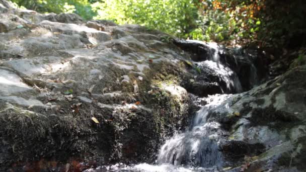 Rivulette verte en forêt — Video