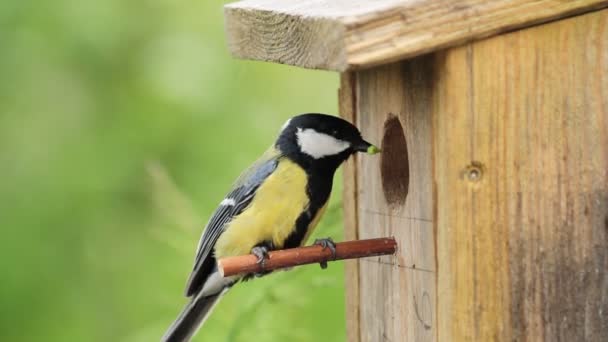 Great tit, in front of nest-hole, with caterpillar in beak — Stock Video
