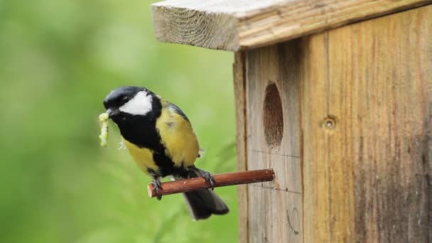 Grande mésange, devant le nid-trou, avec chenille en bec — Video