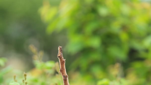 Sýkora koňadra, na větvi s zelená housenka v zobáku — Stock video