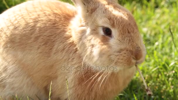 Roztomilý králík hnědý . — Stock video