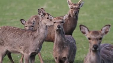 Sevimli açık kahverengi sürüsü 