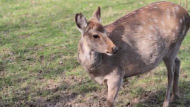 Sevimli genç geyik yavrusu