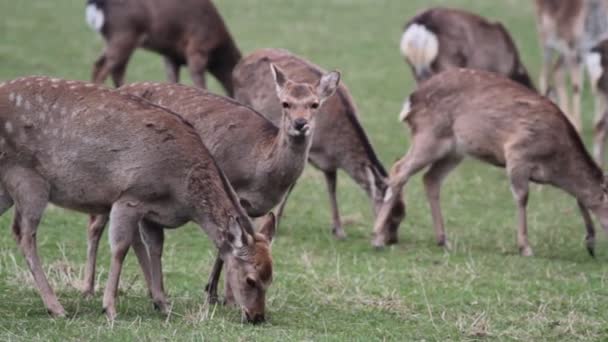 Söt fawn besättning — Stockvideo