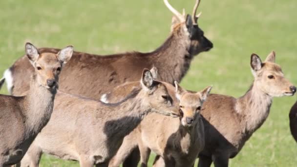 かわいい子鹿の群れ — ストック動画