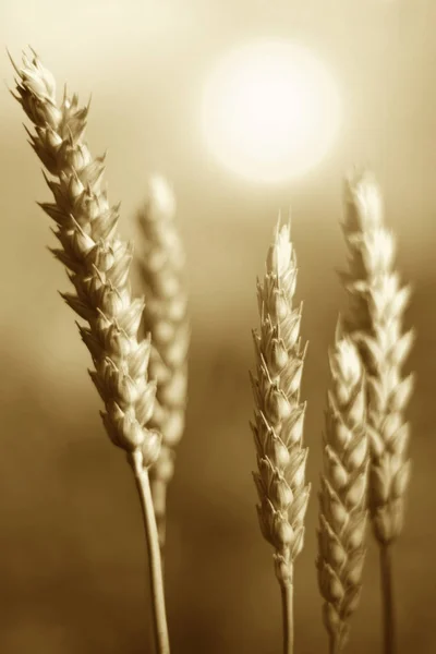 Spike pšenice a východ slunce — Stock fotografie