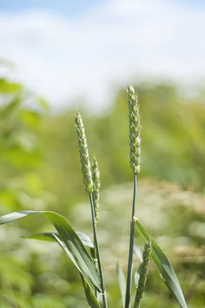 Grön vete spike — Stockfoto