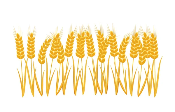 Oreilles blé ensemble — Image vectorielle