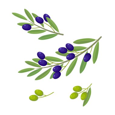 Zeytin meyve ile zeytin dalı