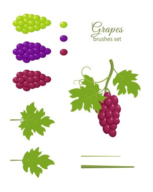 Üzüm, fırça seti demet