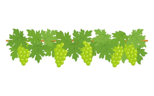 Fronteira das uvas verdes —  Vetores de Stock
