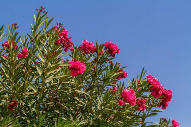 Nerium oleander, pembe zakkum Bush çiçekli