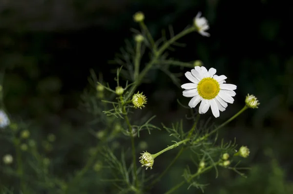 Little daisies with green background in a small garden: fresh and relax