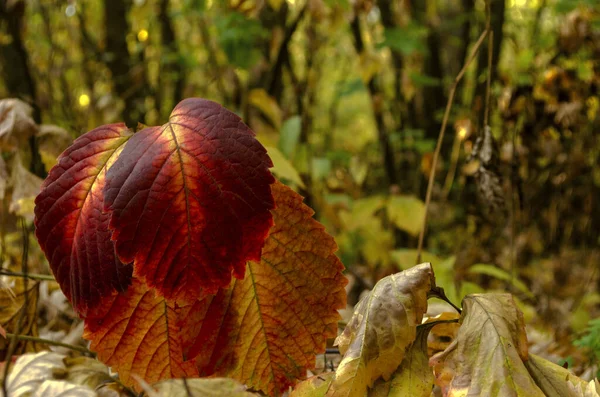 Die Blätter Herbstlichen Wald Nahaufnahme — Stockfoto