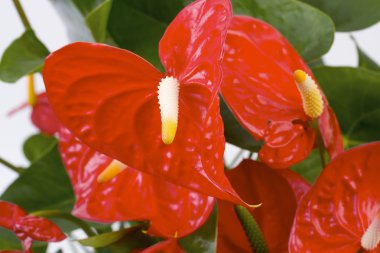 Kırmızı anthurium çiçeği yaklaş.