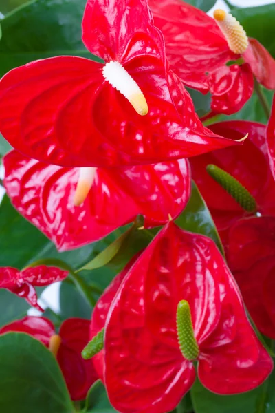Fleur rouge anthurium gros plan — Photo