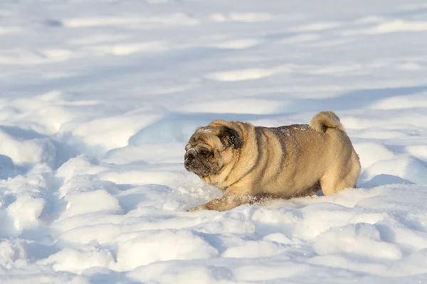 Pug dog on white snow — Stock Photo, Image