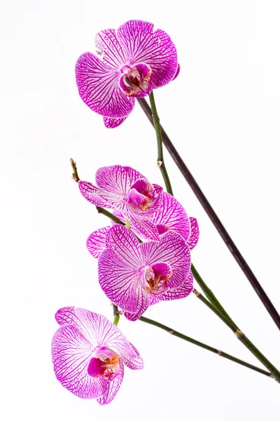 Orquídea sobre fundo branco — Fotografia de Stock