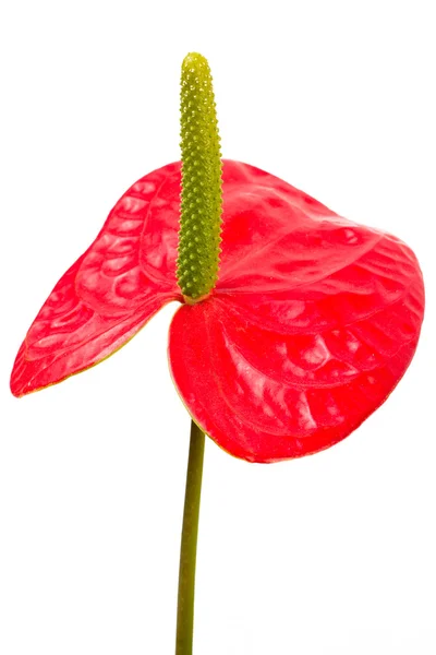 Objekt på vit - anthurium blomma på nära håll — Stockfoto