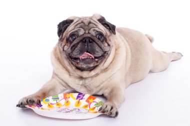Köpek doğurmak pug bir plaka üzerinde çiğneme
