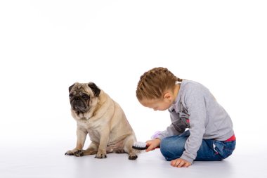 Kız köpek, bir stetoskop dinler önem verdiği.