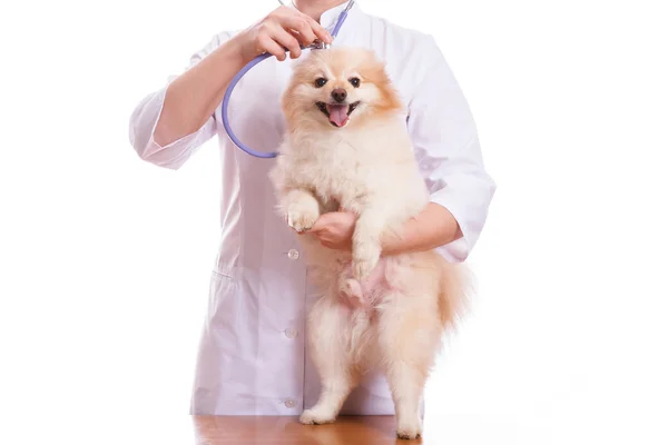 Vet mantém raça cão Spitz, ouvindo com um estetoscópio — Fotografia de Stock