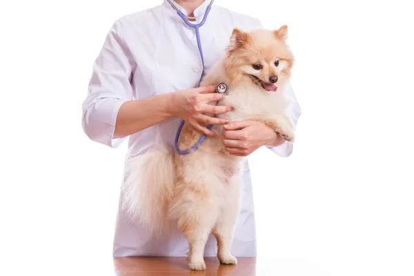 Dierenarts houdt hondenras Spitz, luisteren met een stethoscoop — Stockfoto