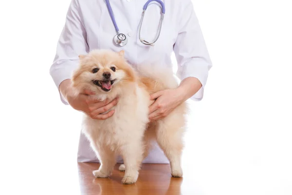 Veteriner köpek doğurmak bir stetoskop ile dinleme Spitz, tutar