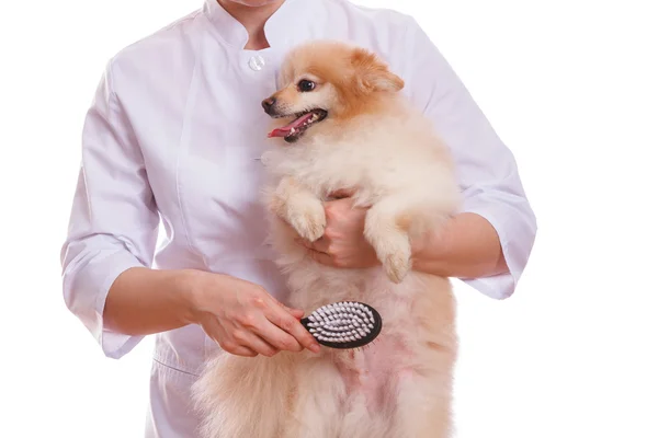 Ветеринарная собака породы Шпитц, изолированный фон — стоковое фото
