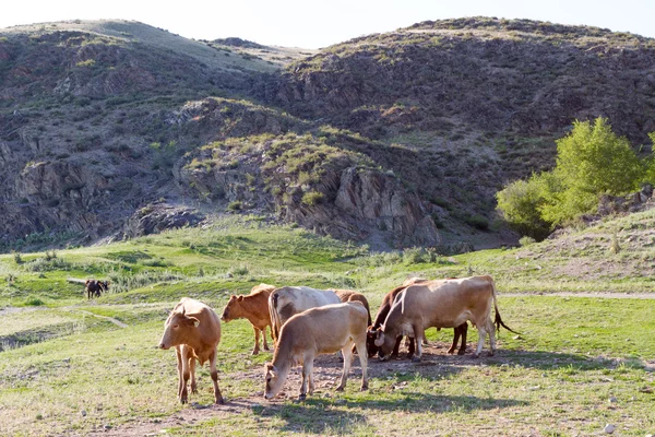 Csorda tehén legelő egy réten, a hegyekben — Stock Fotó