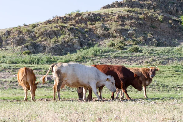 Csorda tehén legelő egy réten, a hegyekben — Stock Fotó