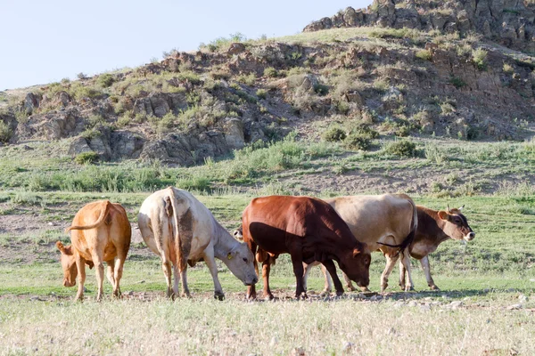 Manada de vacas pastando em um prado nas montanhas — Fotografia de Stock